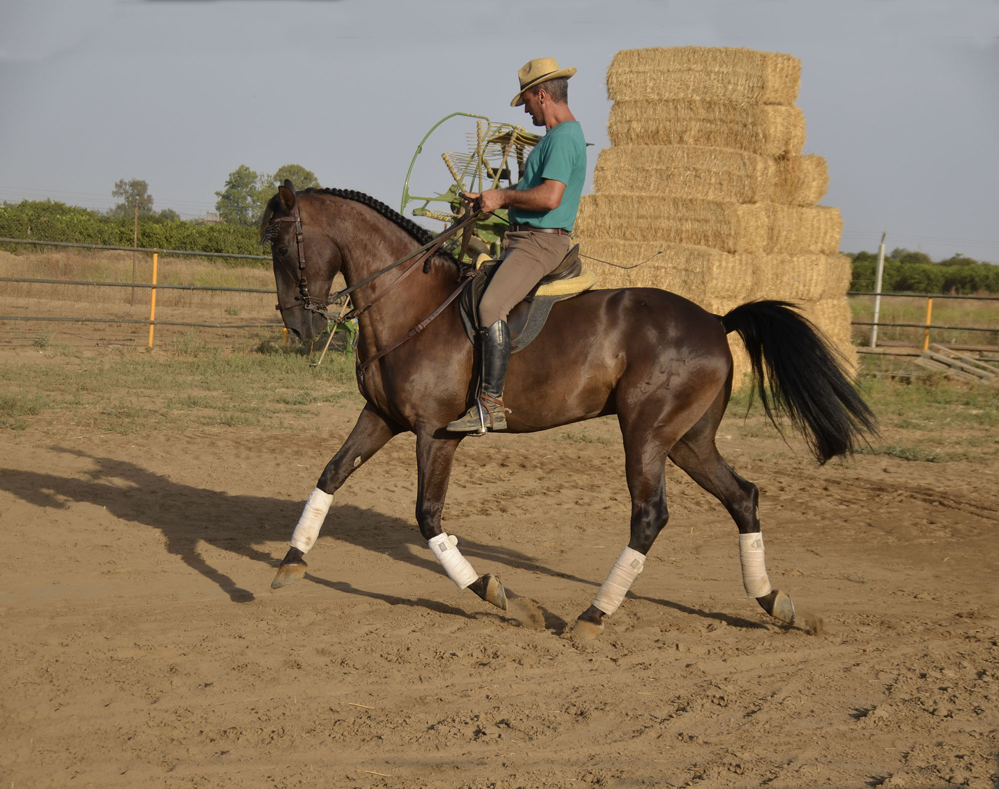 Caballo en Venta